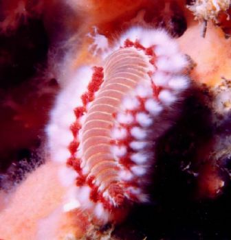 Colorful Bearded Fireworm at Blue Heron bridge, Singer Is... by Robyn Churchill 